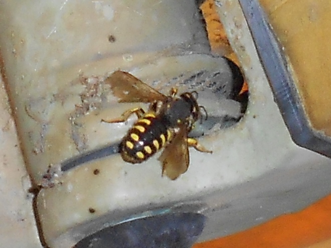 Anthidium manicatum ?
